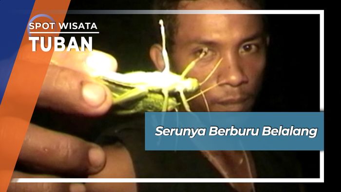 Serunya Berburu Belalang, Tuban