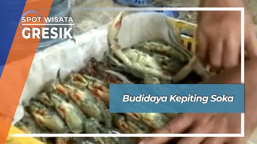 Budidaya Kepiting Soka, Gresik