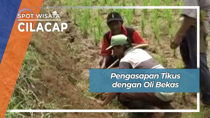 Pengasapan Tikus dengan Oli Bekas, Cilacap