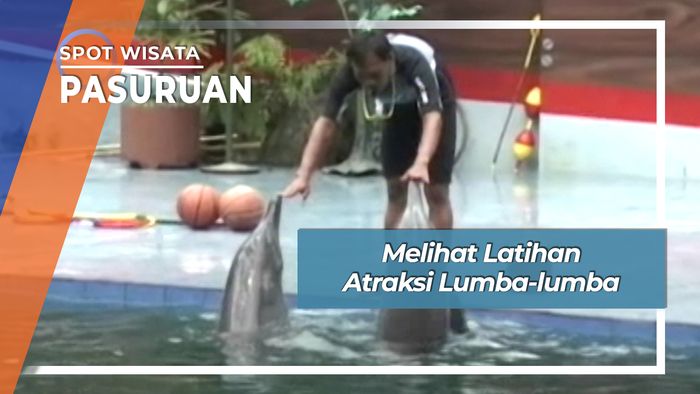 Atraksi Lumba-lumba Prigen Pasuruan