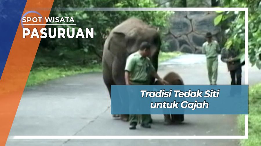 Tradisi Tedak Siti Gajah Prigen Pasuruan