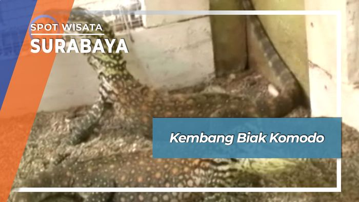 Kembang Biak Komodo Surabaya 