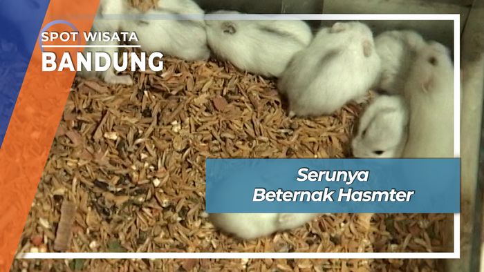 Seru Imut Beternak Hamster Cimahi Bandung 