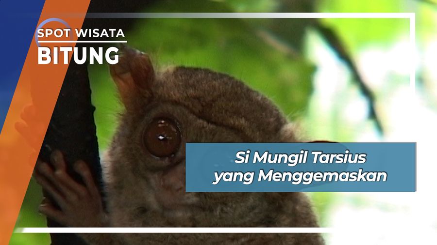 Mungil Imut Tarsius yang Menggemaskan Asal Bitung 
