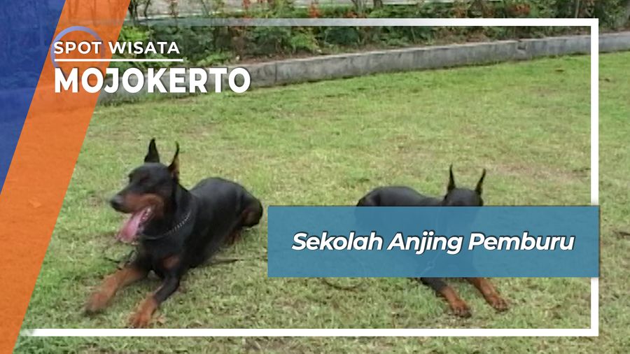 Sekolah Khusus Pemburu Pemburu Kaki Empat di Pacet Mojokerto
