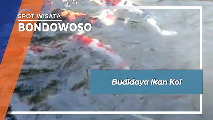 Budidaya Ikan Koi, Bondowoso