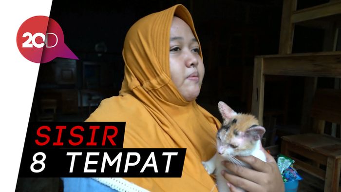Pecinta Binatang Solo Kembali Sisir Kucing Liar di Pasar