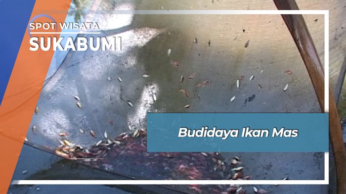 Budidaya Ikan Mas, Sukabumi