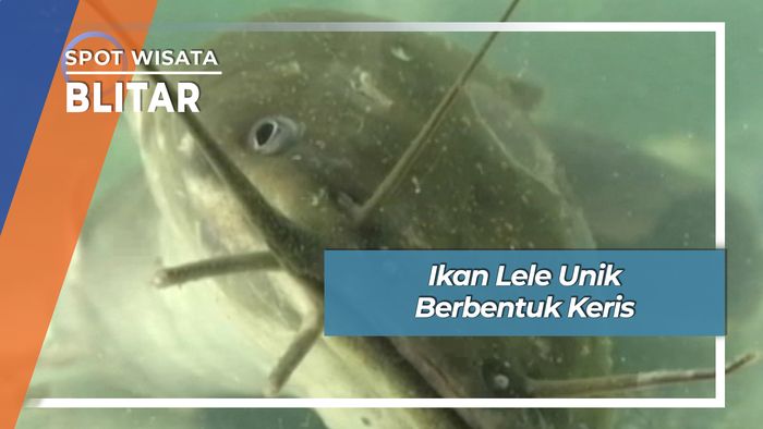 Ikan Lele Unik Berbentuk Keris, Blitar