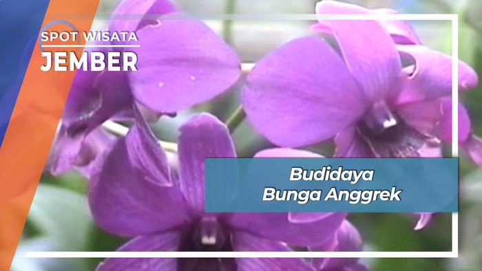 Budidaya Bunga Anggrek, Jember