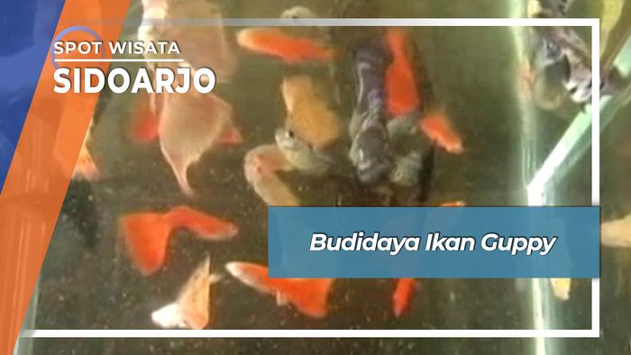 Budidaya Ikan Guppy, Sidoarjo