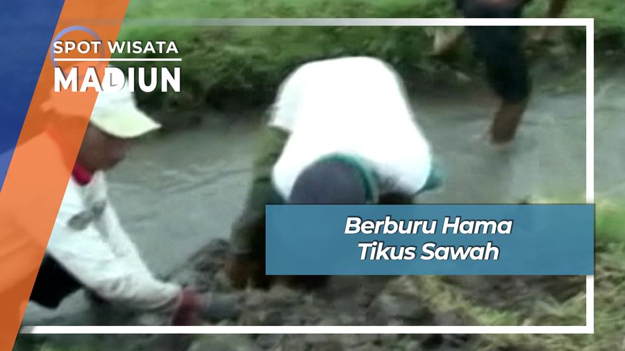 Berburu Hama Tikus Sawah, Madiun