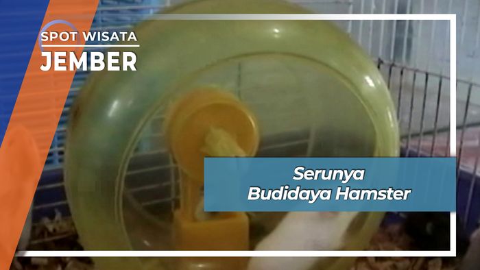 Serunya Budidaya Hamster, Jember