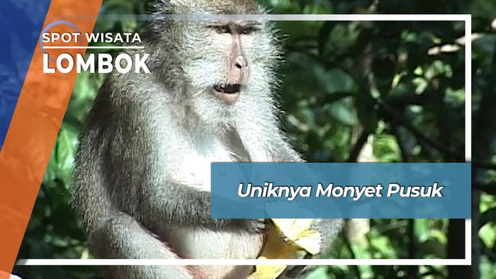 Uniknya Monyet Pusuk, Lombok