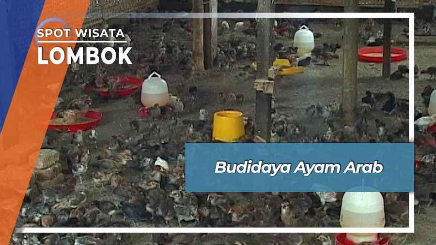 Budidaya Ayam Arab, Lombok