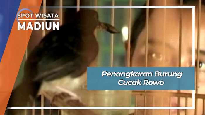 Penangkaran Burung Cucak Rowo, Madiun