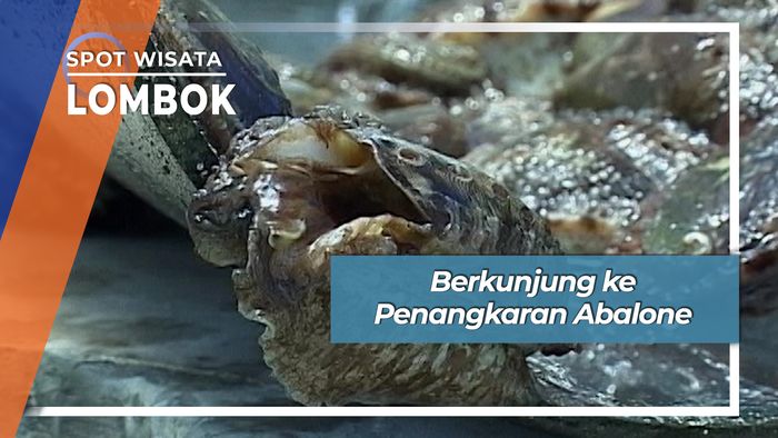 Berkunjung ke Penangkaran Abalone, Lombok
