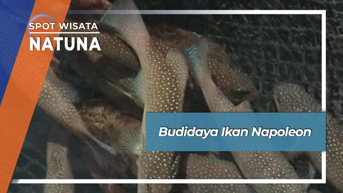Budidaya Ikan Napoleon Natuna