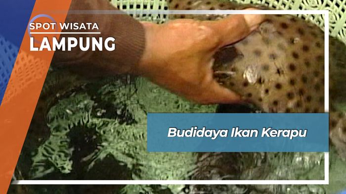Budidaya Ikan Kerapu Lampung