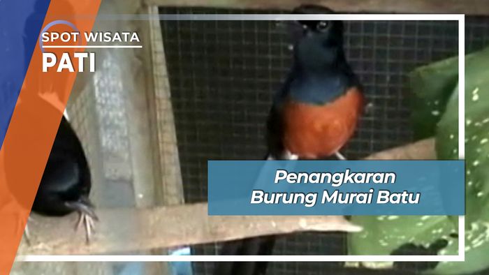 Penangkaran Burung Murai Batu Pasar Gabus Pati