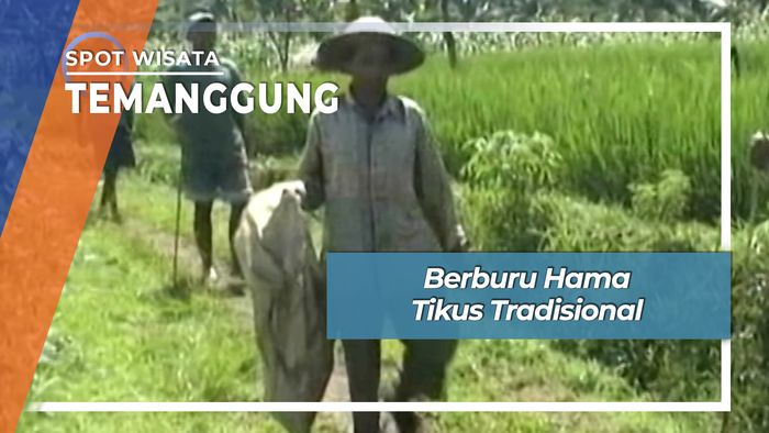 Berburu Hama Tikus Tradisional Dusun Tremas Kandangan Temanggung