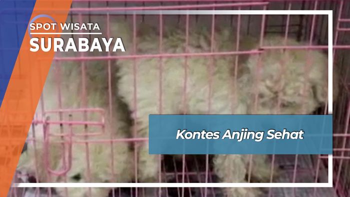 Kontes Anjing Sehat Surabaya