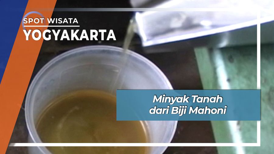 Minyak Tanah dari Biji Mahoni Yogyakarta