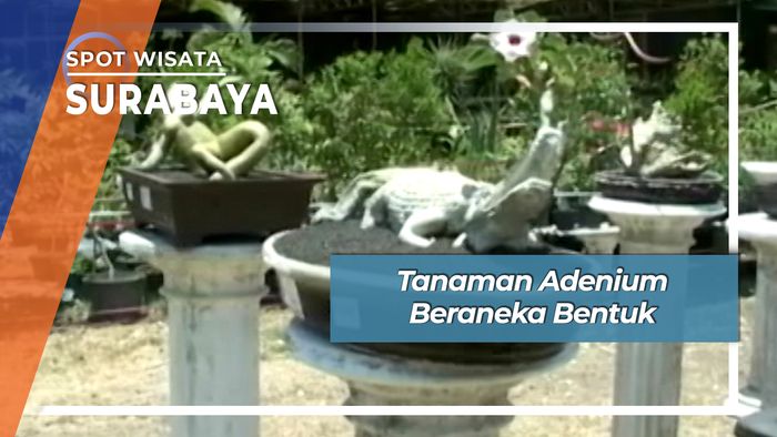 Adenium Tanaman Bentuk Unik Panjang Jiwo Surabaya
