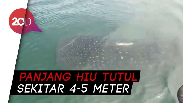 Kawanan Hiu Tutul Muncul di Perairan Pasuruan