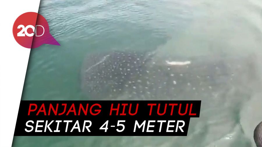 Kawanan Hiu Tutul Muncul di Perairan Pasuruan