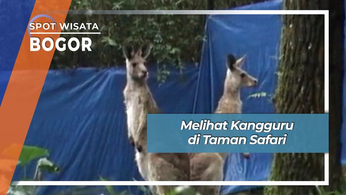 Melihat Kangguru di Taman Safari, Bogor