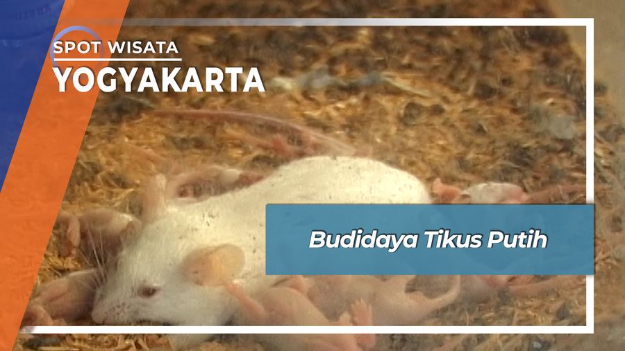 Budidaya Tikus Putih, Yogyakarta