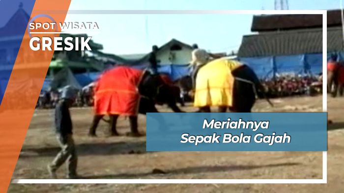 Meriahnya Sepak Bola Gajah, Gresik