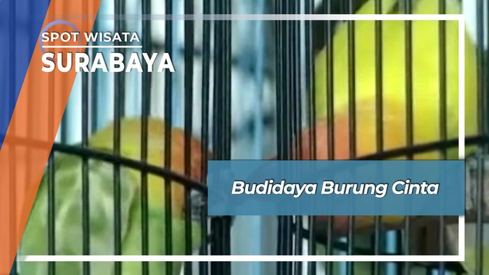 Budidaya Burung Cinta, Surabaya
