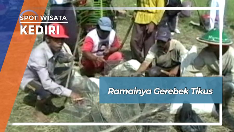 Ramainya Gerebek Tikus, Kediri