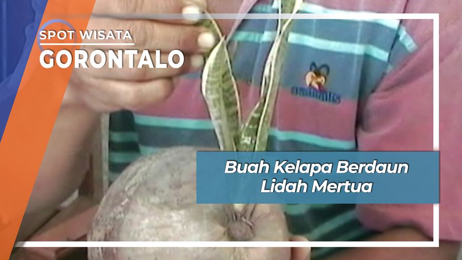 Buah Kelapa Berdaun Lidah Mertua, Gorontalo