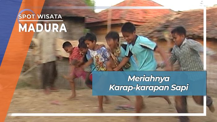 Meriahnya Karap-karapan Sapi, Madura