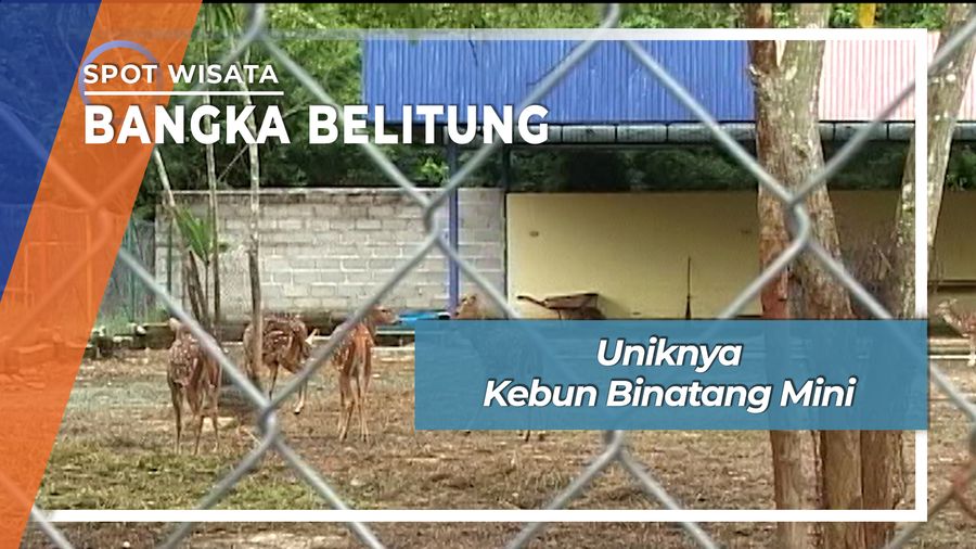 Uniknya Kebun Binatang Mini, Bangka Belitung