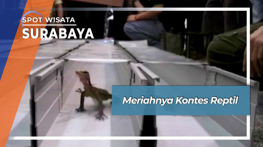 Meriahnya Kontes Reptil, Surabaya
