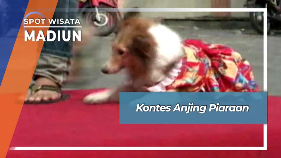 Kontes Anjing Piaraan, Madiun