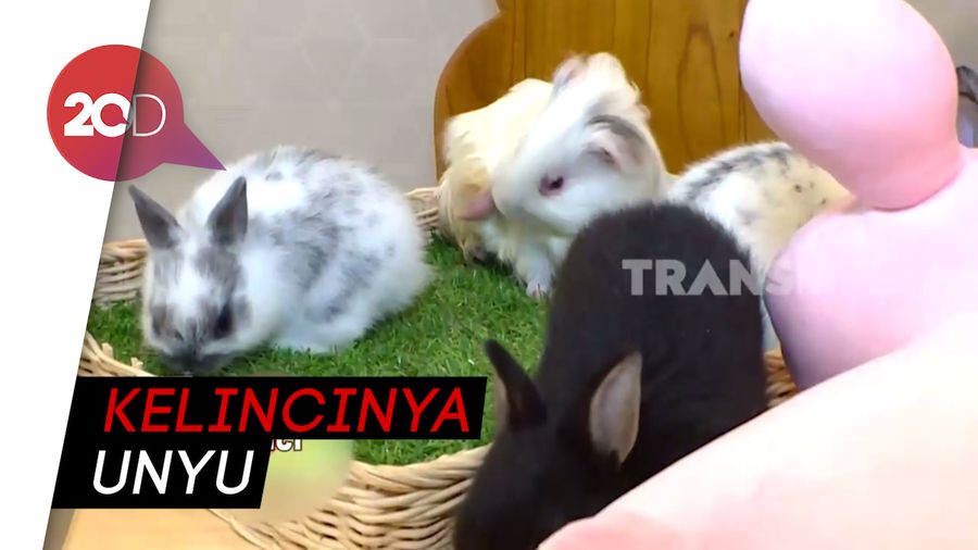 Lucu Banget! Asyiknya Nongkrong di Kafe Kelinci