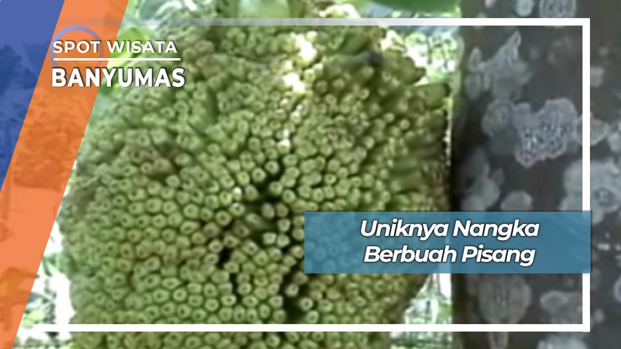 Unik  Nangka Berbuah Pisang Desa Karangklesem Banyumas