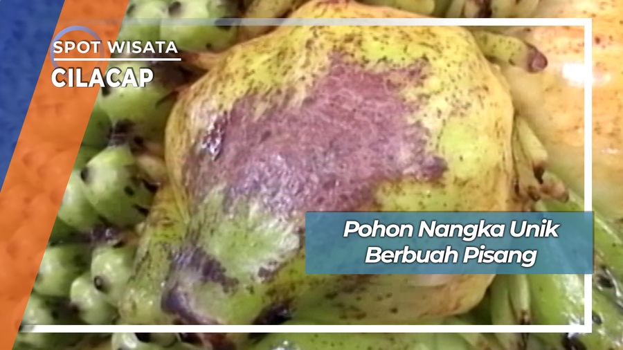 Pohon Nangka Unik Berbuah Pisang Dusun Krikil Cilacap