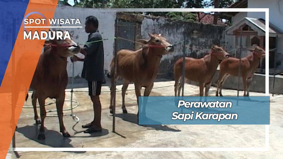 Terapi Pijat Sehat Sapi Karapan Madura