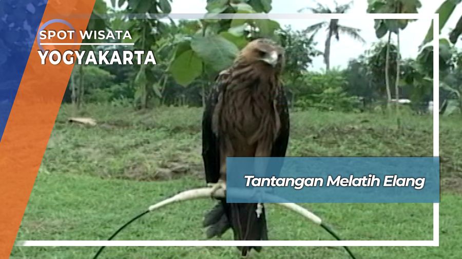 Melatih Elang Terbang Yogyakarta