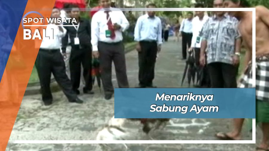 Tajen, Tradisi Sabung Ayam Desa Nyuh Kuning Ubud Gianyar