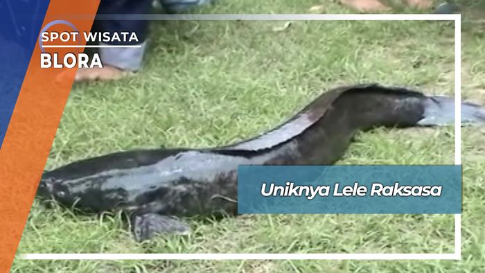 Lele Raksasa Blora Jawa Tengah