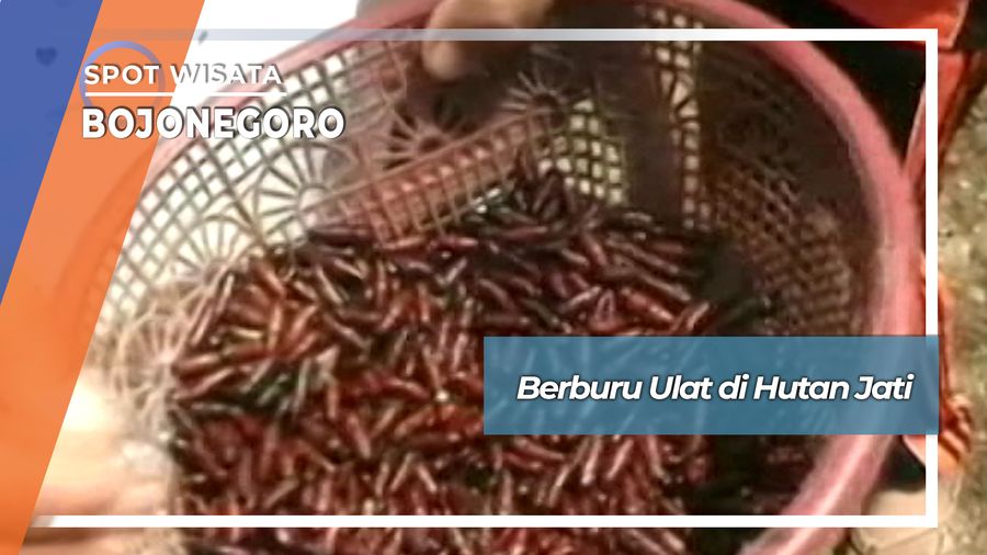 Berburu Ulat Hutan Jati Temayang Gondang Bojonegoro