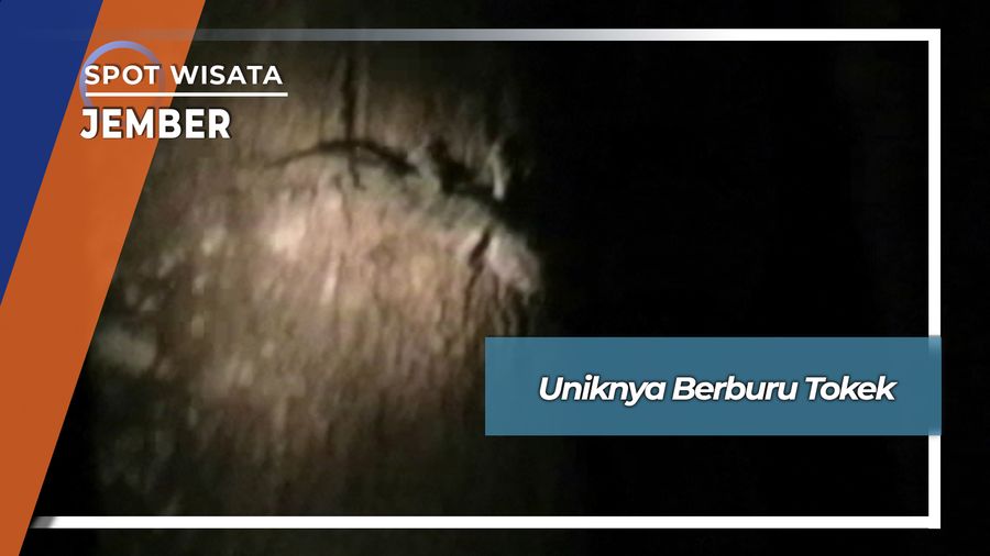 Berburu Tokek Desa Kepanjen Gumukmas Jember