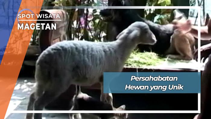 Persahabatan Unik Hewan Peliharaan Desa Barat Magetan